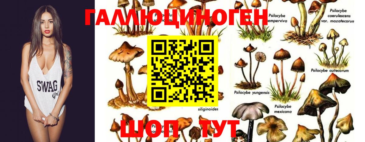 Псилоцибиновые грибы прущие грибы  дарнет шоп  Псилоцибиновые грибы Psilocybine cubensis  Саратов  Вход с VPN 